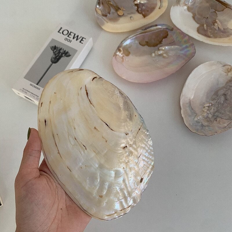 Real Seashell Jewellery Plate