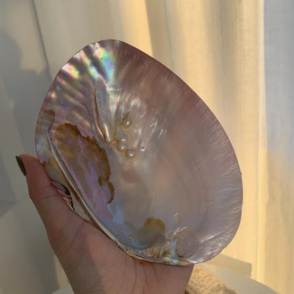 Real Seashell Jewellery Plate