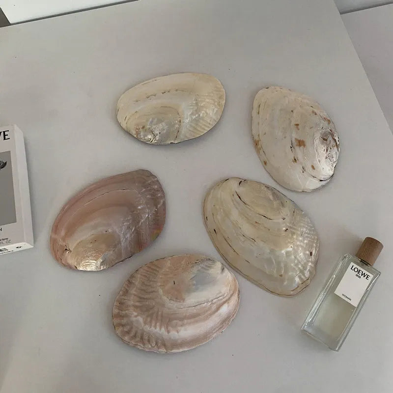 Real Seashell Jewellery Plate